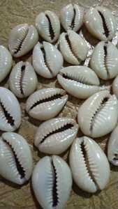 Doğal deniz salyangoz zanaat satmak doğal Triton kabuk/salyangoz kabukları/dekorasyon için Abalone deniz kabuğu, el sanatları - Product Image 5