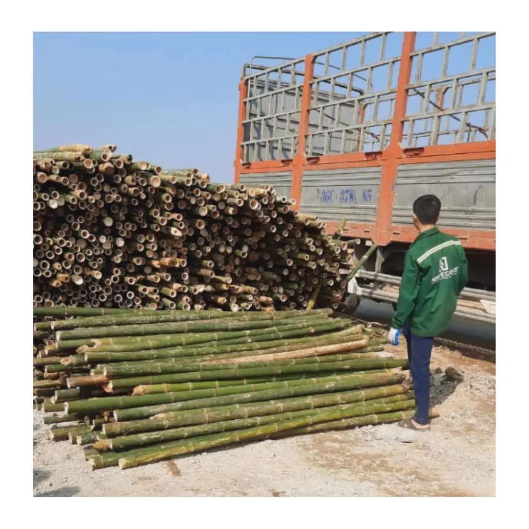 빠른 성장 견실하고 똑 바른 대나무 장대 베트남 최고 판매 건설 대나무 유형 저가격 저렴한 공장 가격 판매