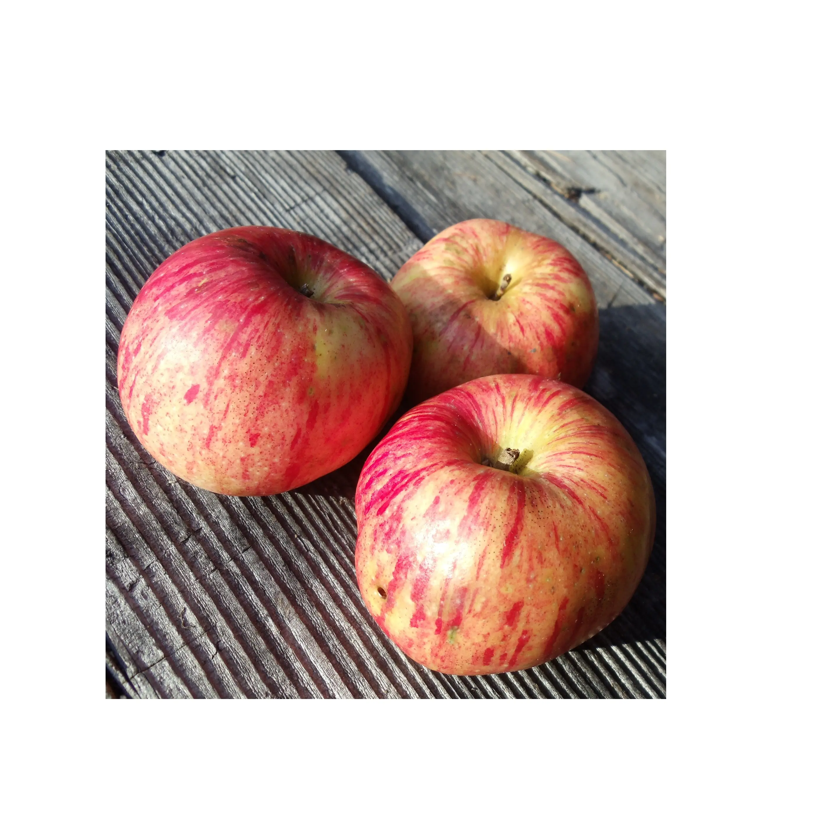 Goedkope Prijs Verse Voorraad Fruit Gravenstein Rode Appels | Verse Gravenstein Appels Te Koop In Bulk Met Snelle Levering