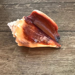 Dekor büyük boy temiz kuru kabuklu kabukları satış deniz kabuğu deniz kabuğu vietnam'dan ihracat için hazır - Product Image 5