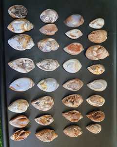 Doğal nadir fosil salyangoz Druzy akik | Doğal kabuk kuvars fantezi gevşek taş kabuk kuvars Opalized fosil örnekler - Product Image 4
