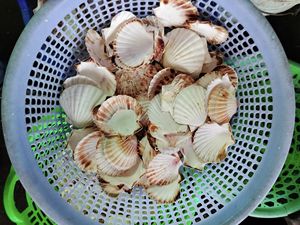 Raw Seashell Natural Scallop <strong>Shell</strong> - Product Image 2