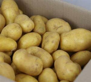 Avrupa'dan cips ve patates kızartması ihracatçısı için toptan yuvarlak şekil patates - Product Image 5