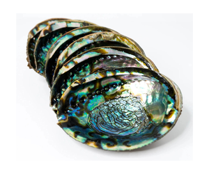 NATURAL ABALONE <strong>SHELL</strong> LARGE STOCK 12-16 CM for DECORATION for WHOLESALE WITH BEST PRICE in MARKET - Product Image 1