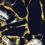 แบล็คฟอเรสต์