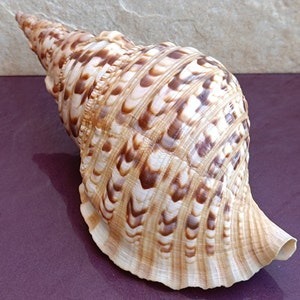 ELEGANT and RARE TRUMPET TRITON <strong>SHELL</strong> / NATURAL COLLECTIBLE / MADE in VIETNAM - Product Image 3