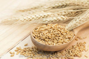 ข้าวสาลีคุณภาพพรีเมี่ยมเป็นกลุ่ม/ข้าวสาลีคุณภาพสูงทั้ง - Product Image 5