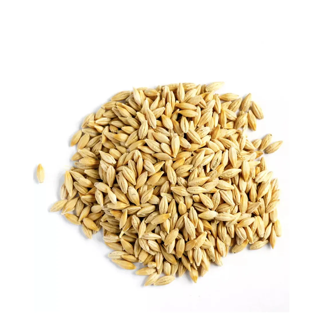 Malt, malted yem ve malted hayvan yemi için en kaliteli arpa tahıl