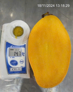 Contenedor a granel de rodajas de mango congelado de origen vietnamita Carga para exportación. - Product Image 6