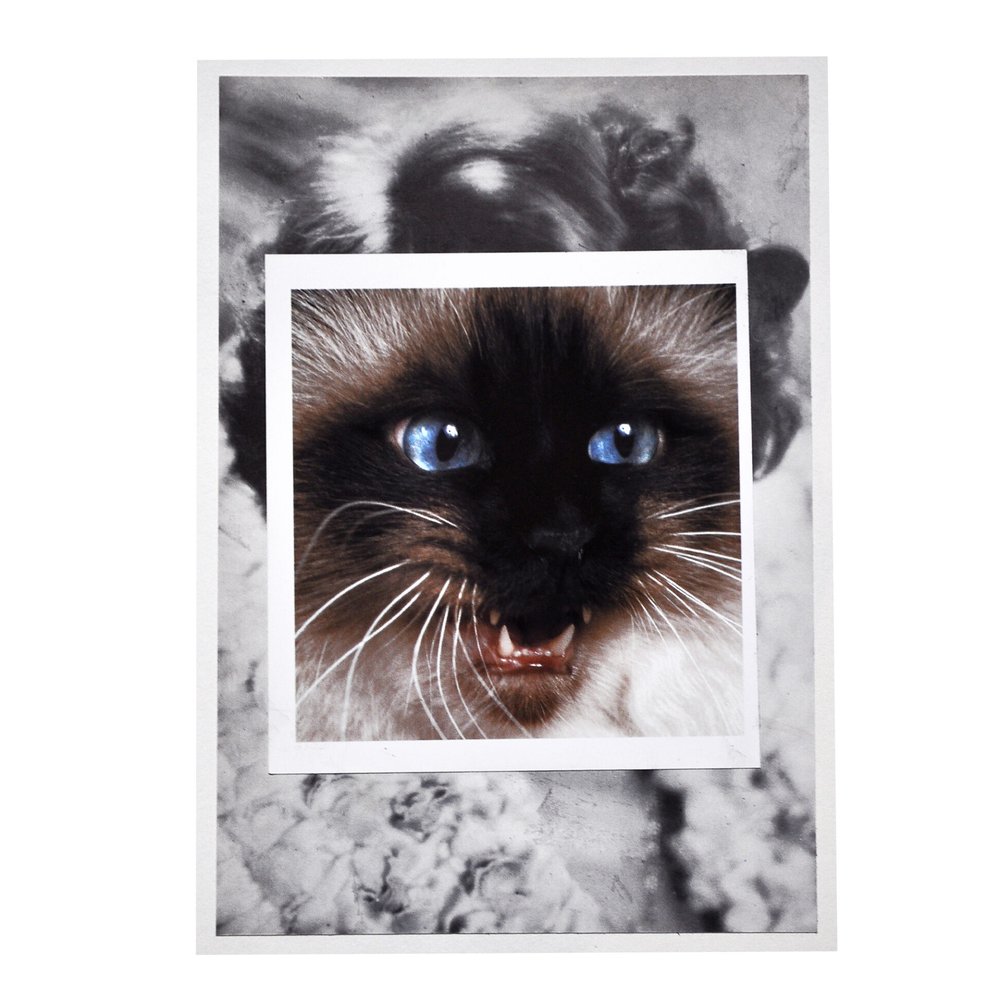 Cat face 5