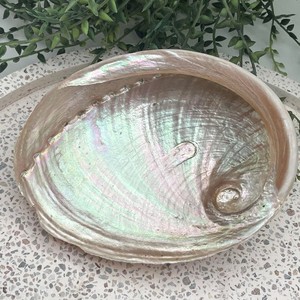 Неполированные большие количество натуральных морских ракушек для шалфея, размазывание по самой низкой цене, необработанные морские ракушки - Product Image 4