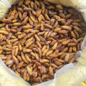 Maaltijd Voor Honden Huisdieren Veevoer Gedroogde Zijderupsen Voor Aquariumvissen Met Een Hoog Gehalte Aan Voedingsstoffen Voor Koi En Cichliden - Product Image 4