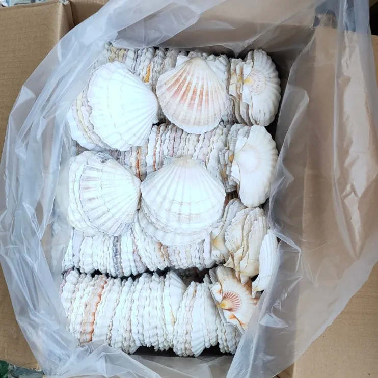 Coquille festonnée séchée origine Vietnam-coquille de mer pour l'artisanat et la décoration de la maison-meilleur prix pour l'exportation