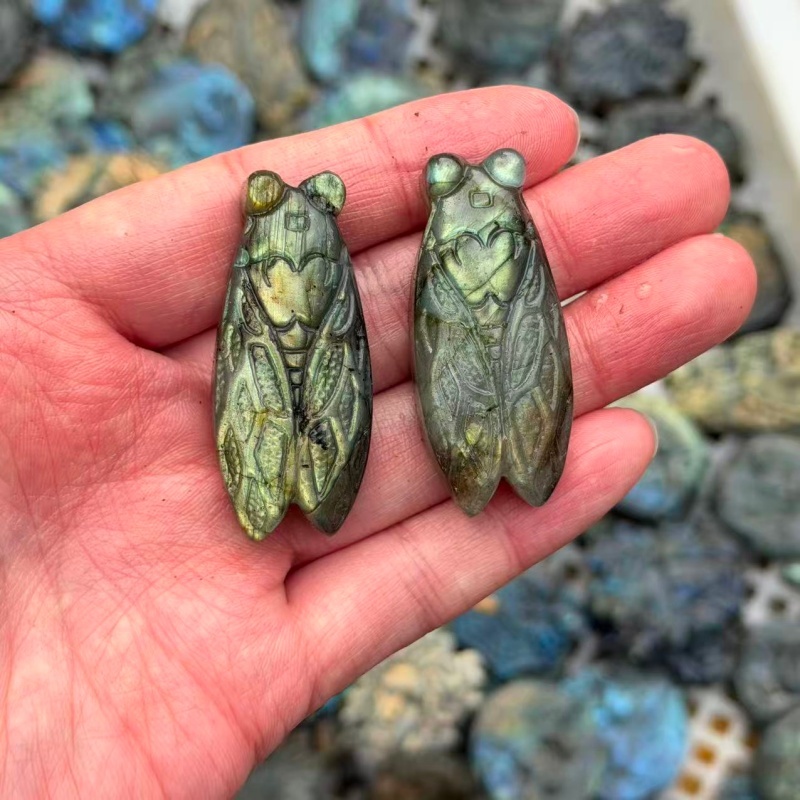 cicala