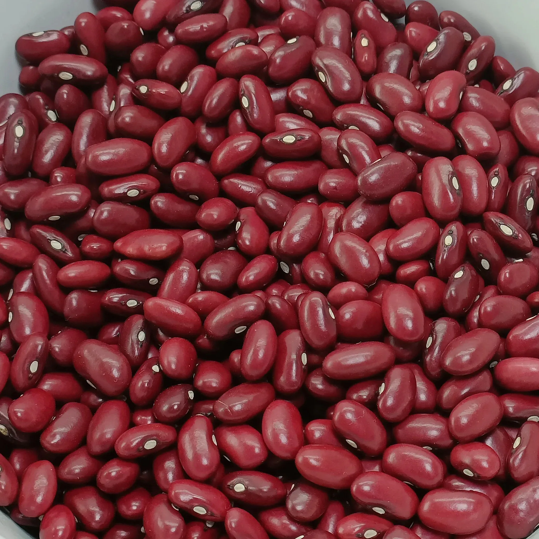 High-Quality Ethiopian Red Kidney Beans, 320-340PCS/100gm, Factory Direct Sale, Color Sorted and Polished