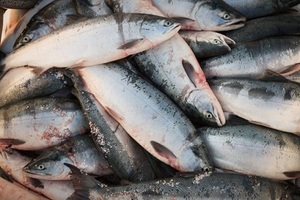 <strong>Super</strong> Quality Whole Frozen Fresh Salmon Fish / Frozen Norwegian Atlantic Salmon Fillet - Product Image 3