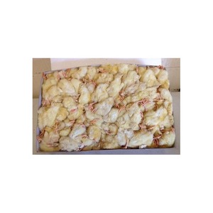Frozen Day Old Chicks Baby Chicks for Pet Snakes, Lizards, Crocodiles, <strong>Foxes</strong>, Hawks, Skinks and Bird of Prey Etc. - Product Image 3