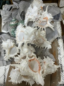 ベトナムの装飾的な天然混合seaShell/ Triton conch shell/輸出用シーシェル-ベトナムからロードする準備ができています - Product Image 4