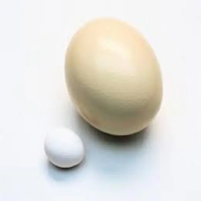 شراء بيض نعام صحي خصب للتفقيس/حيث لشراء بيض النعام الخصب