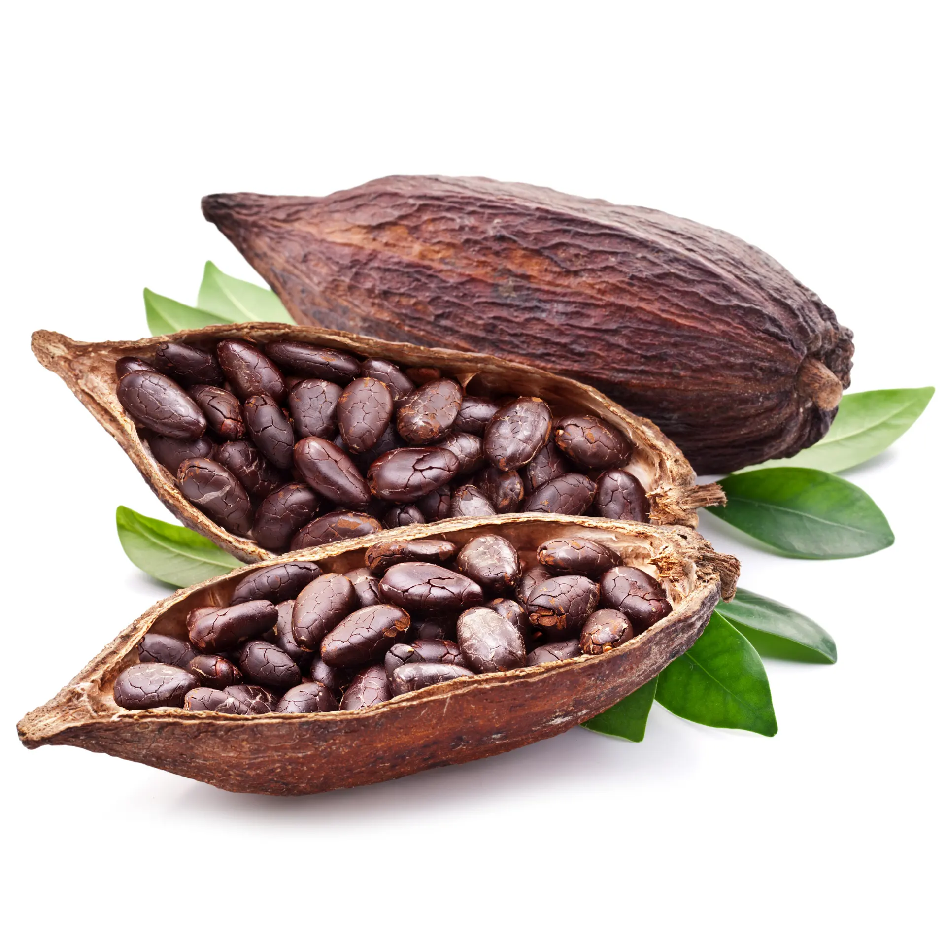 Sonnen getrocknete rohe Kakaobohnen, Kakaobohnen Lieferanten, Hersteller, Großhändler