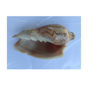Littorina Obtusata guscio di lumaca-Super baby guscio di granchio eremita-gusci di lumaca decorativi di molte dimensioni - Product Image 1