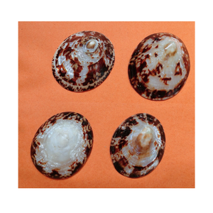 เปลือกหอยพรีเมี่ยม: เปลือกหอย Limpet, Murex Operculum และเปลือกหอยทากในราคาที่ไม่แพง - Product Image 1