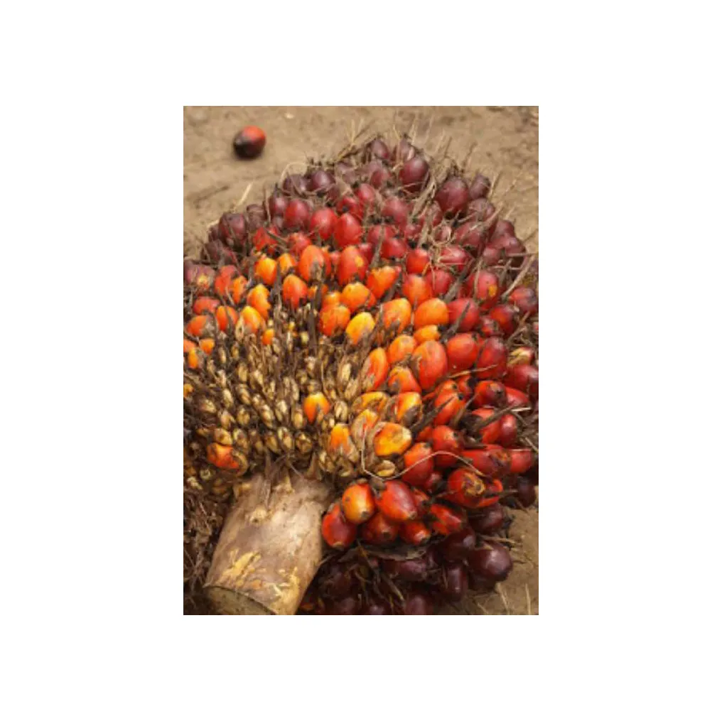 100% l'alta qualità raffinato olio di palma rosso/olio di palma noci