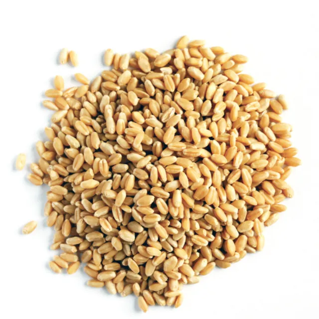 Grano di grano di qualità PREMIUM sfuso/grano di alta qualità, intero