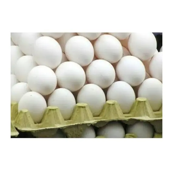 بيض طاولات طازج أبيض/بني/بيض فقس-