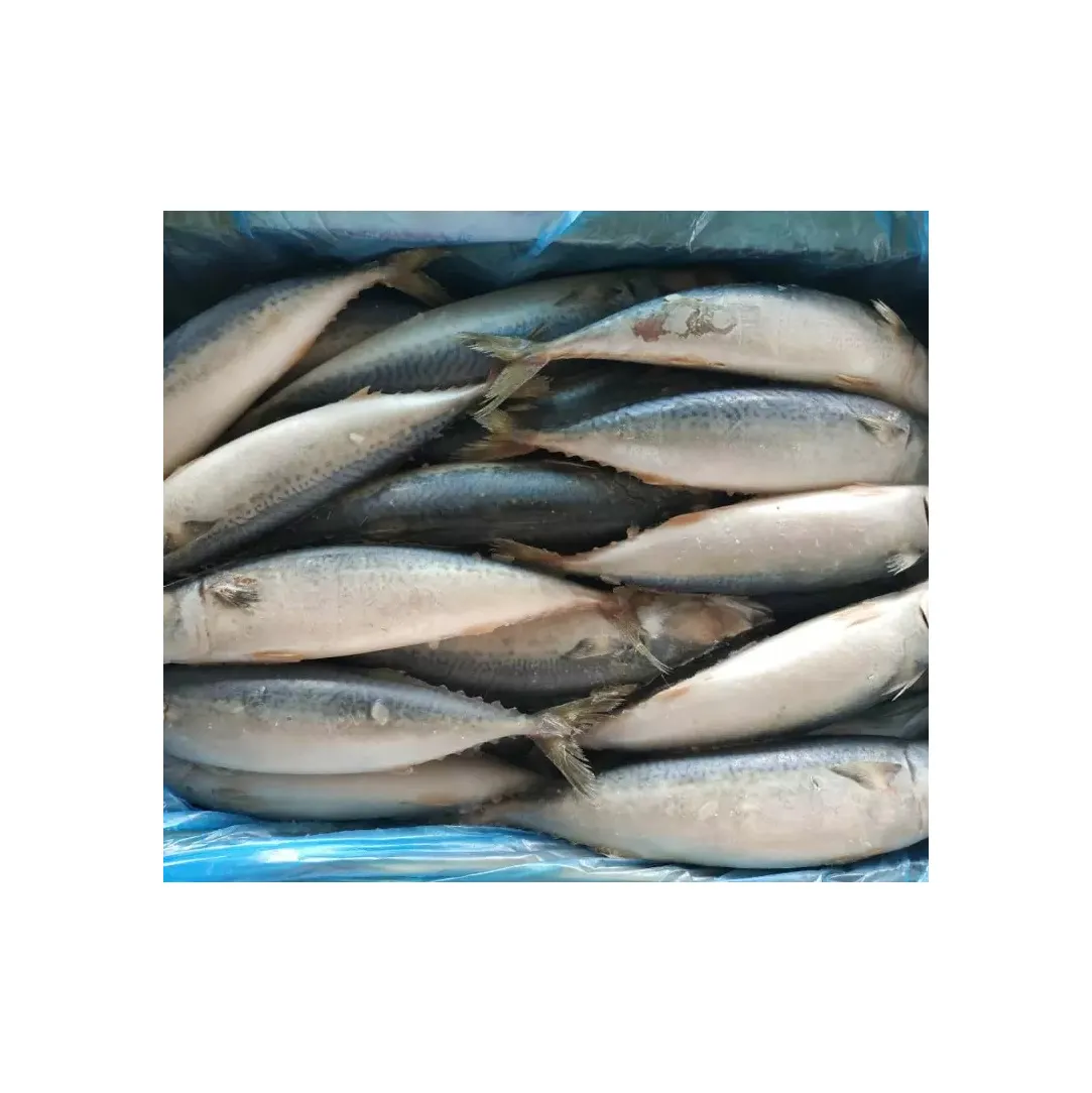Ganze gefrorene pazifische Makrele/Stöcker Fisch für den Export Neue Saison Scomber Japonicus Frozen Pacific Horse Macke rel Fish