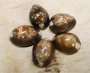 En çok satan dekorasyon kabuklu deniz hayvanı kabuğu/Cowrie kabuk Triton deniz kabuğu vietnam'dan yüksek kalite ile - Product Image 5