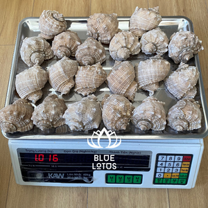 Rapana Clam deniz kabukları, Rapana Bulbosa, deniz kabukları el yapımı zanaat için DIY hammadde - Product Image 3