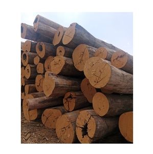 Meranti logs-ส่งตรงจากป่าราคาขายส่ง - Product Image 3