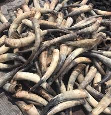 Natural Horn colour