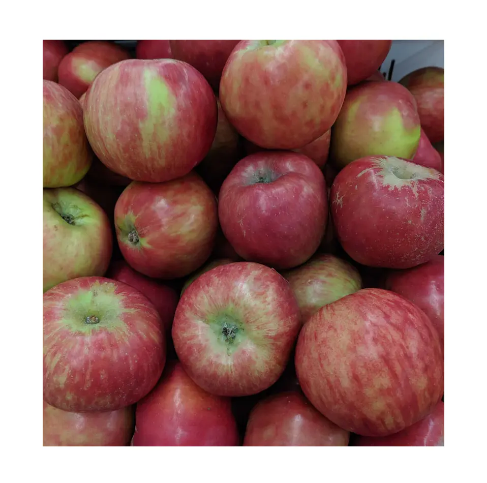 Fresh Grave stein Äpfel Online kaufen Großhandel Deal Hersteller Bulk Fresh Apple Fruit
