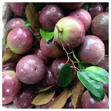 Star <strong>apple</strong> Lo Ren Sweet High Quality Ready for Exporting with Big Quantities Cheap Price - Product Image 5