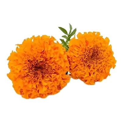 Aceite Esencial Aromático Personalizable Tagetes (Tagetes Minuta) Aceite Esencial Puro Caléndula A Precio Barato