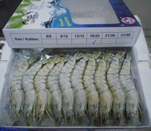 ขายกุ้งกุลาดำแบบสดแช่แข็ง - Product Image 3