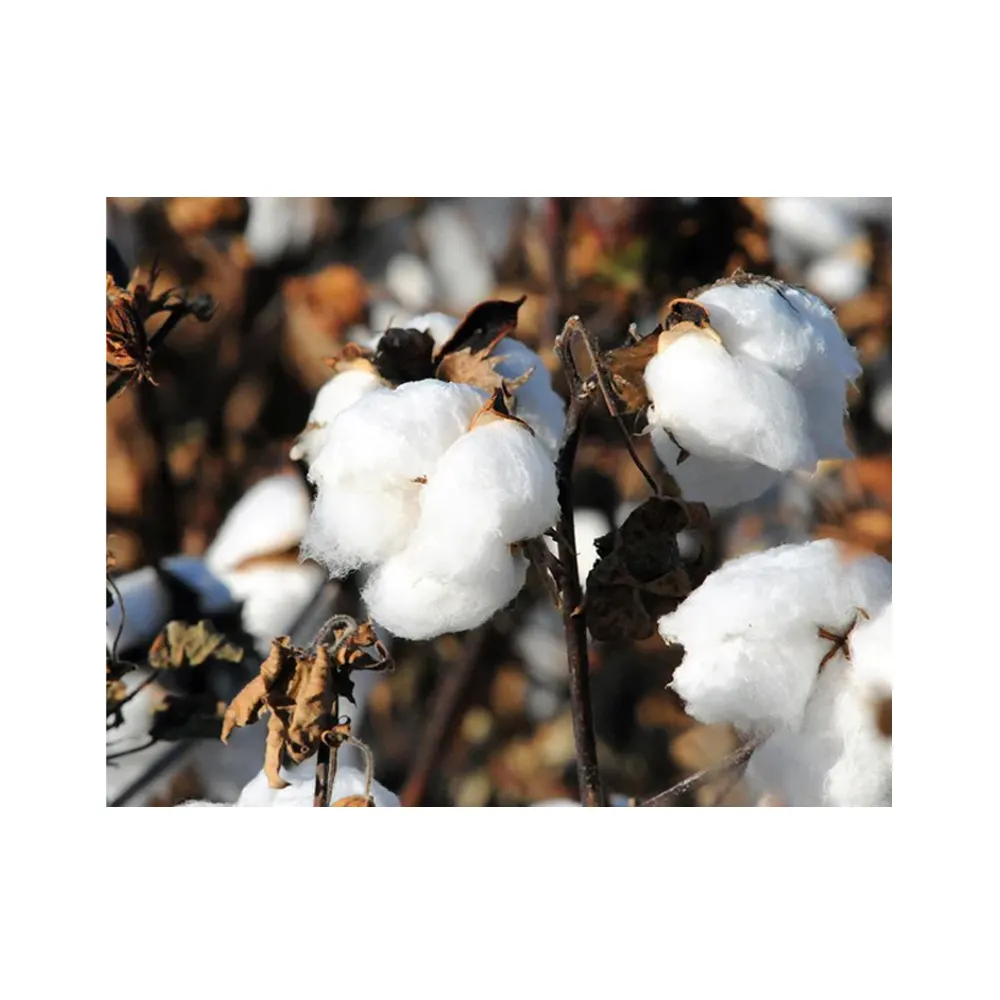 Cotton Xuất Khẩu Nguyên Chất 100% Cotton Hữu Cơ Mua Từ Nhà Xuất Khẩu Quốc Tế Đáng Tin Cậy Từ Ấn Độ