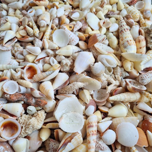 Vietnam Assorted Natural Seashells - Bulk Decorative Sea <strong>Shells</strong> in Mixed Shapes and Sizes for Handmade Projects - Product Image 3
