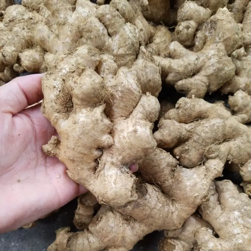 Cheapest price ginger root Fresh ginger new crops Ginger from Vietnam