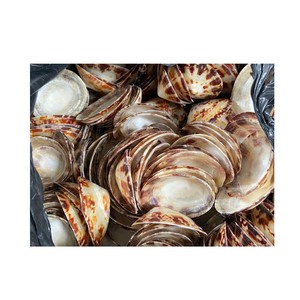<strong>Discount</strong> 5-10% for First Order: High Quality Limpet <strong>Shell</strong>/ Sea Snail <strong>Shell</strong> Beautiful Model, Factory Price - Product Image 5