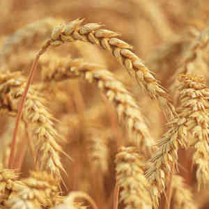 <strong>Fresh</strong> harvested <strong>wheat</strong> with low moisture content for flour production and export with customizable packaging