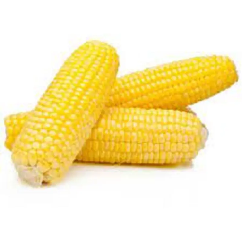 Maïs jaune séché pour la consommation humaine et animale