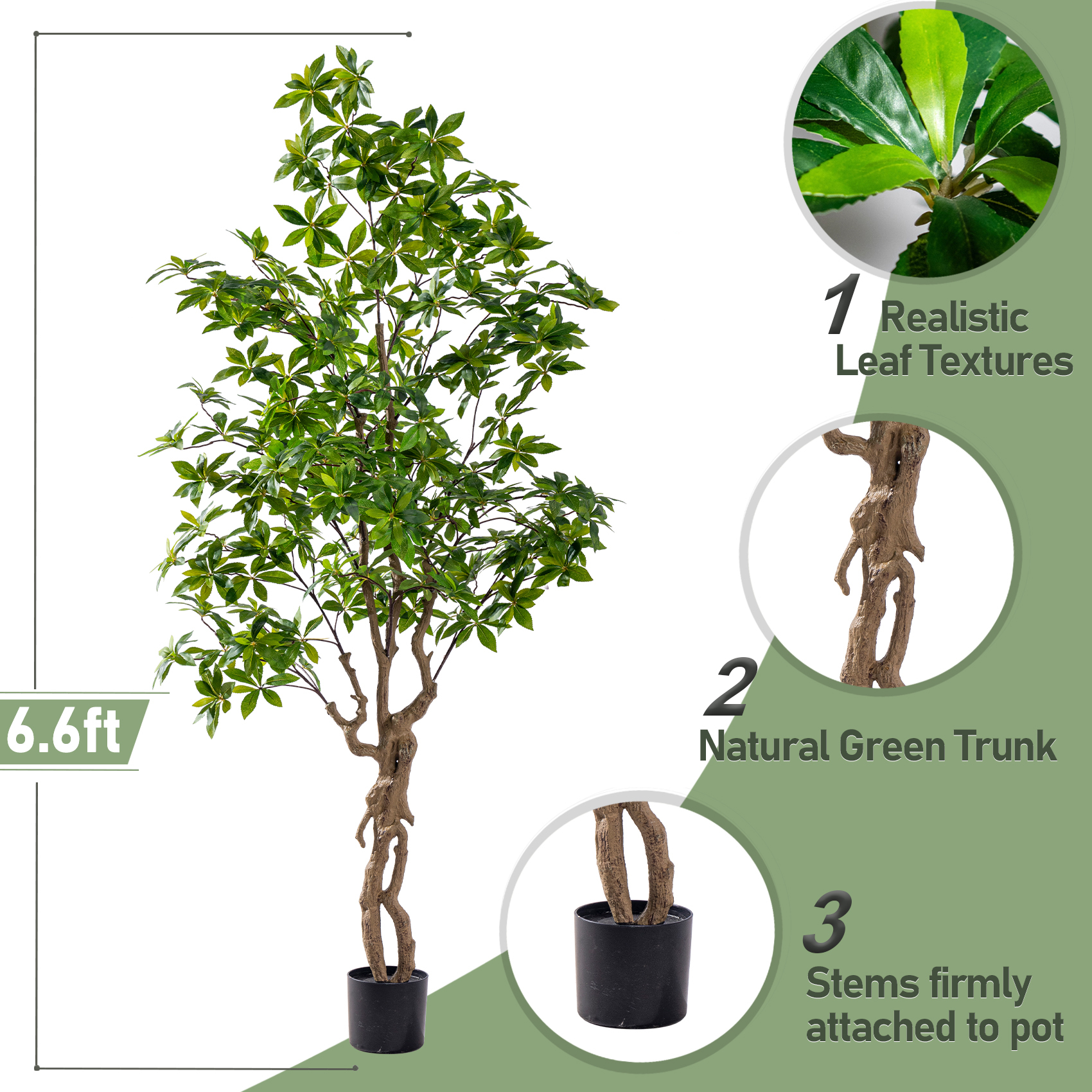 6.6ft / Pieris Tree Twisted Trunk Green