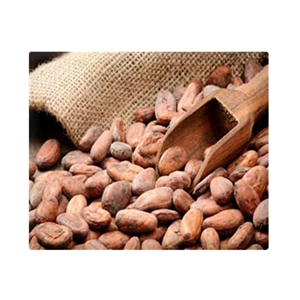 Granos de cacao de grano fermentado crudo orgánico de semillas de chocolate de precio barato de alta calidad