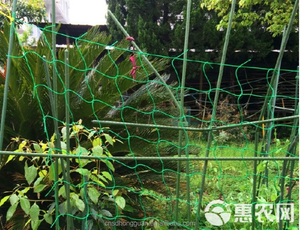 Garden <strong>Trellis</strong> <strong>Netting</strong> Plants Climbing <strong>Net</strong> UV Treated Polyethylene Vegetable Planting <strong>Net</strong> for Cucumber Grape Bean - Product Image 3