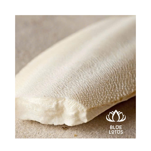 Terbaik penjualan cumi-cumi tulang kalsium alami sumber untuk burung peliharaan kura-kura kelinci paruh perawatan Shell mendukung kerajinan 2025 - Product Image 1