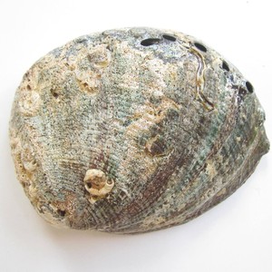 Doğal ham büyük boy abalone kabukları sage leke kitleri ucuz fiyat beyaz kırmızı yeşil mavi <span class=keywords><strong>paua</strong></span> abalones kabuk