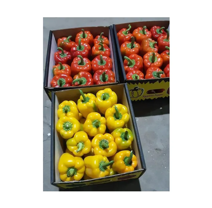 Qualidade Superior Best Selling 100% Natural Fresh Vegetal Colorido Pimentas/Fresh Capsicum do Egito Origem Fornecedor
